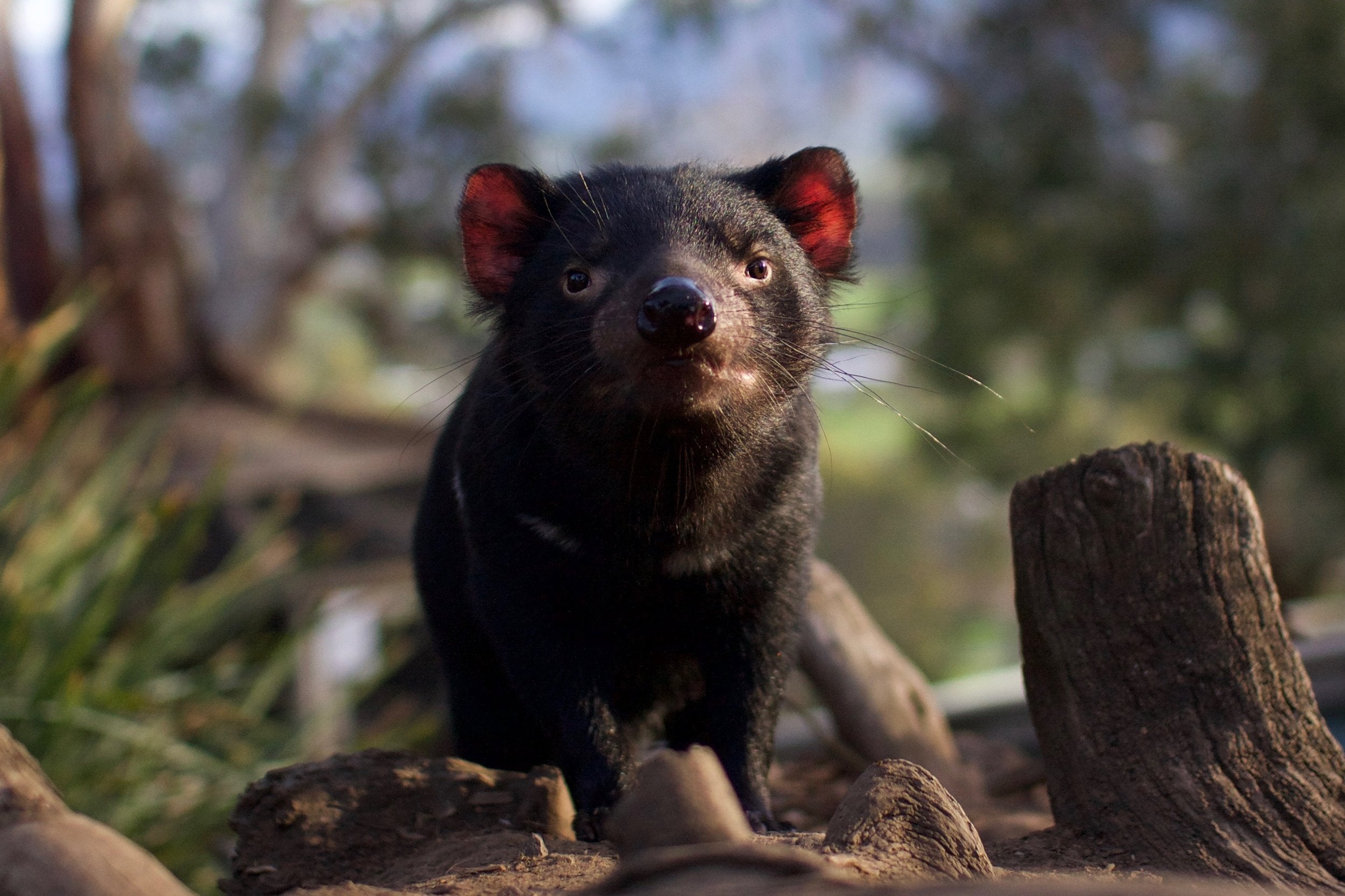 Bonorong Wildlife Sanctuary project photography